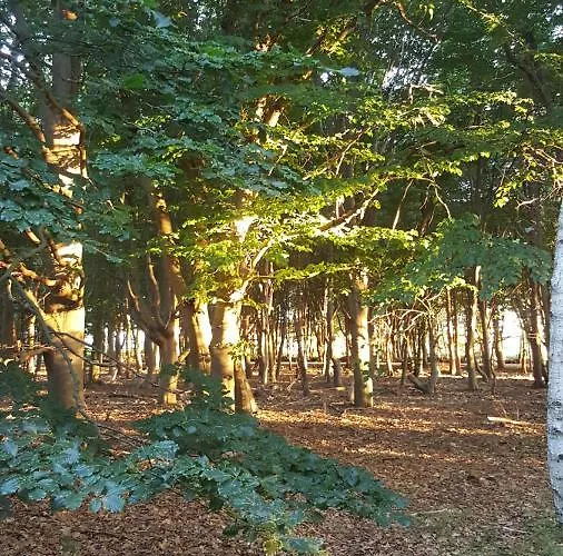 Glamping Pod Im Wald Mit Einzelbetten