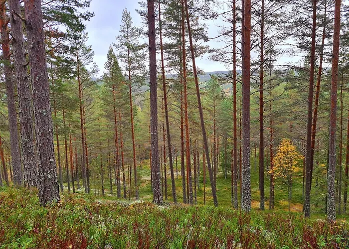 Stuga Ros Naturcamping Lagom