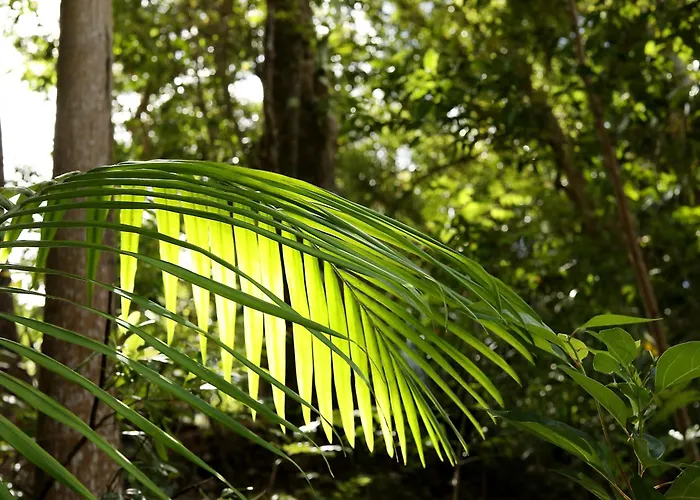 Mt Warning Rainforest Park