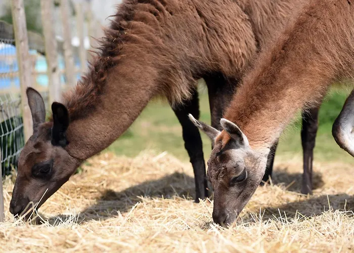 Glamping With Llamas