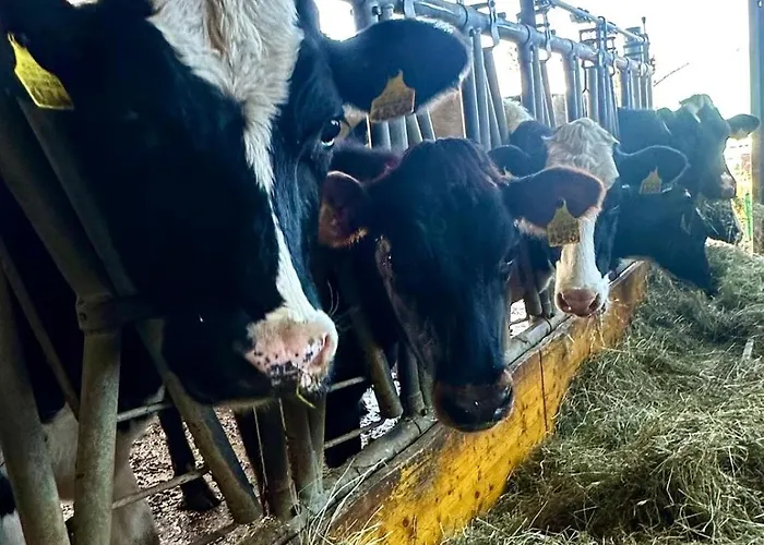 Tente Glamping Dans Les Arbres De La Ferme Du Bois De L'Halle