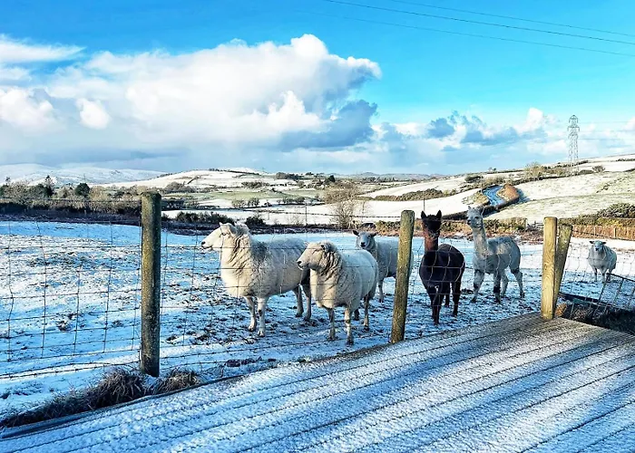 Pant Y Rhedyn Glamping And Camping Site