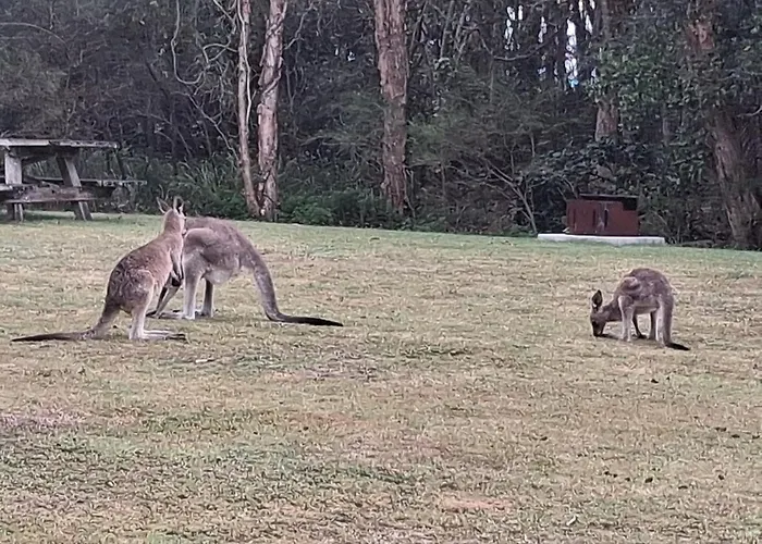 Bungawalbyn Wildlife Retreat