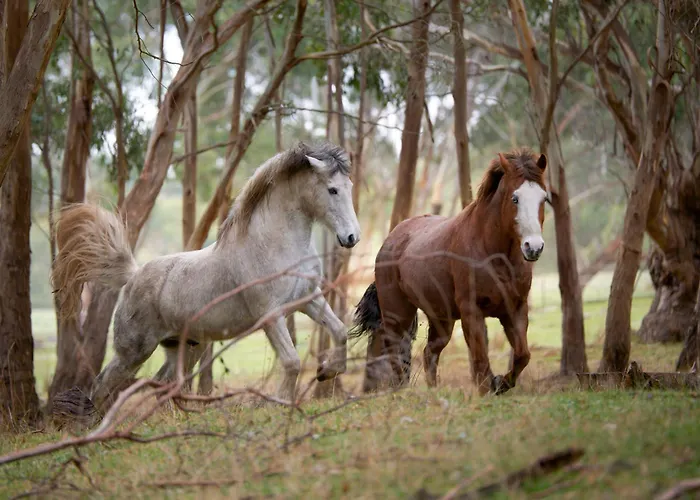 Caravan Escape At Galahad'S Animal Sanctuary