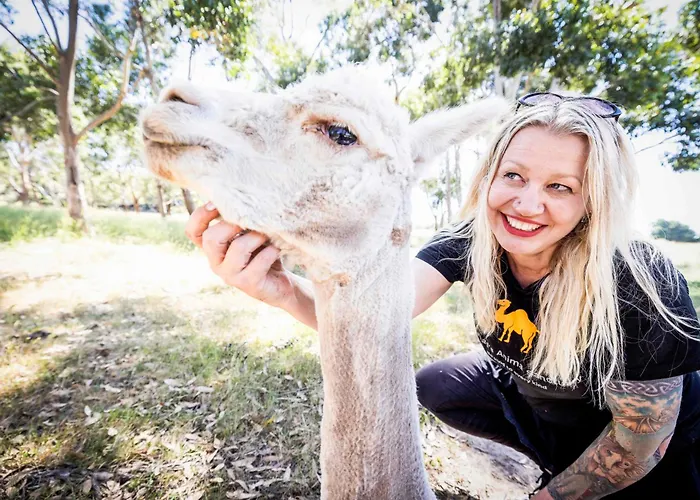 Caravan Escape At Galahad'S Animal Sanctuary