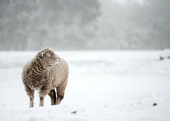 Caravan Escape At Galahad'S Animal Sanctuary
