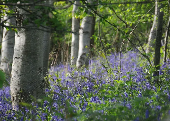 Campion Glamping Pod